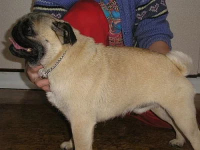 Mops - prodám chovného psa nebo nabízíme na krytí