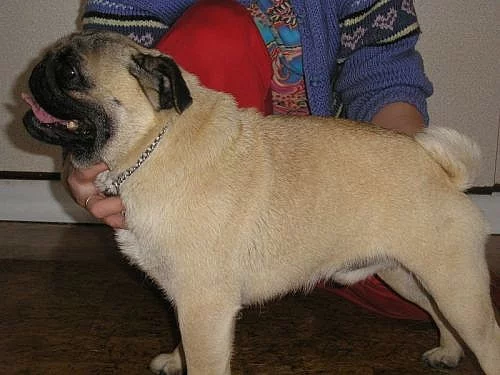 Mops - prodám chovného psa nebo nabízíme na krytí