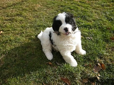 Landseer-štěňátka