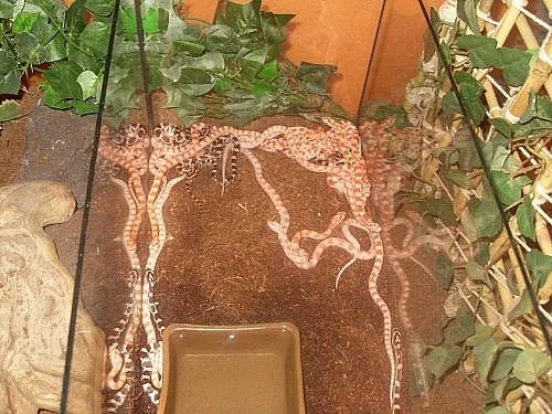 Mláďata elaphe guttata amelano