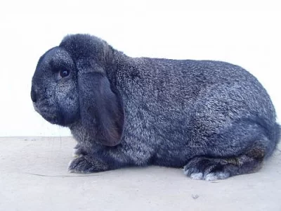 Malý beran 