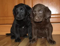 štěnátka labradora