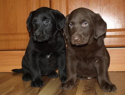 štěnátka labradora