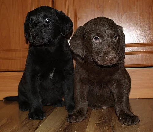 štěnátka labradora