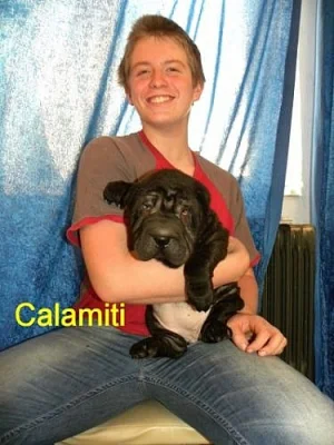 štěňátka plemeno Shar Pei (šarpej)