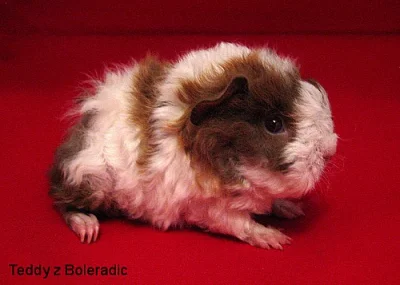 Morče