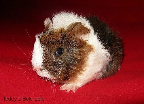 Morče
