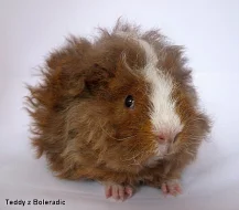 Morče