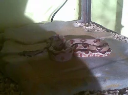 Hroznýš Královský - Salmon, Super Salmon 65cm