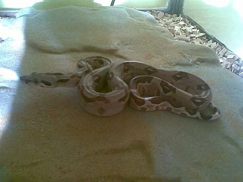 Hroznýš Královský - Salmon, Super Salmon 65cm