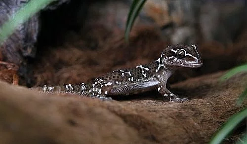 Hemidactylus triedrus