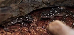 Hemidactylus triedrus