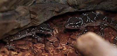 Hemidactylus triedrus
