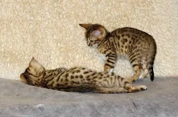 Bengálská koťátka 