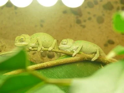 Mláďata chameleona jemenského