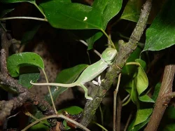 Mláďata chameleona jemenského