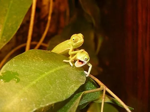 Mláďata chameleona jemenského