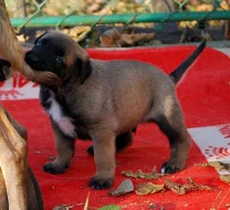Belgický ovčák malinois ze zahr. krytí v Rakousku