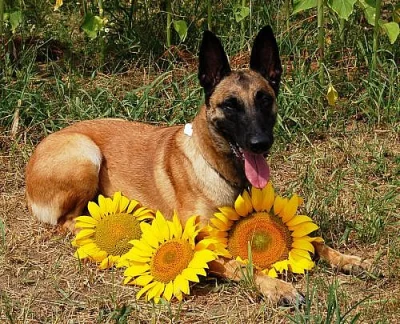 Belgický ovčák malinois ze zahr. krytí v Rakousku
