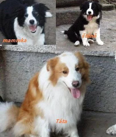 BORDER KOLIE - štěňátka s PP