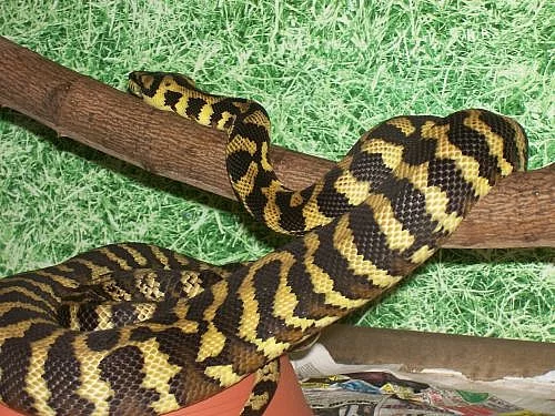 Morelia spilota harrisoni