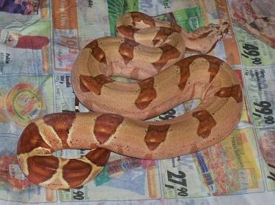 Morelia spilota harrisoni