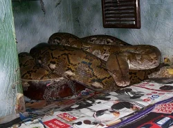 Morelia spilota harrisoni