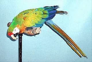 Koupím ary - HARLEGUIN a CAMELOTY