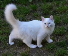 kocourci plemene Birma