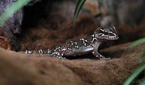 Hemidyctylus triedrus