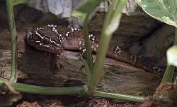 Hemidyctylus triedrus