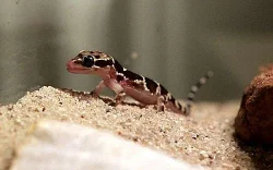 Hemidyctylus triedrus