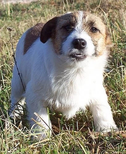 Jack Russell Terier štěňata s PP