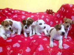 jack russel terier 3000kč štěnátka