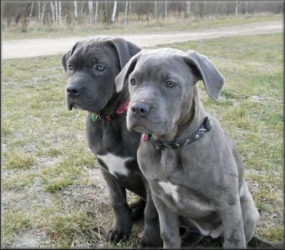 Bandog s PP
