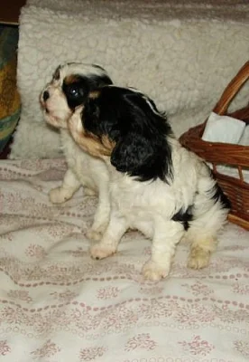 Kavalír  King Charles španěl