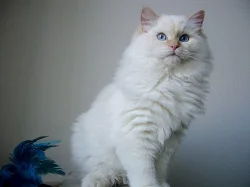Ragdoll s PP