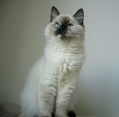 Ragdoll s PP