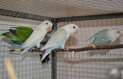 Agapornis fischeri