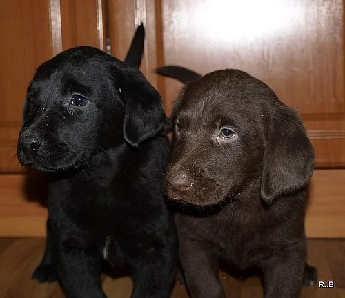 štěnátka labradora