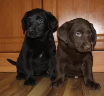 štěnátka labradora