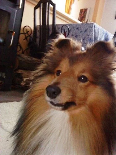 Nabízím psa na pokrytí - SHELTIE