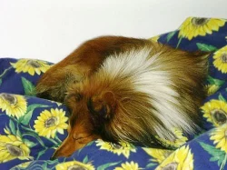 Nabízím psa na pokrytí - SHELTIE