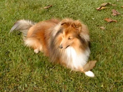 Nabízím psa na pokrytí - SHELTIE