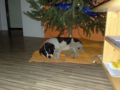 rodenenský ridgeback