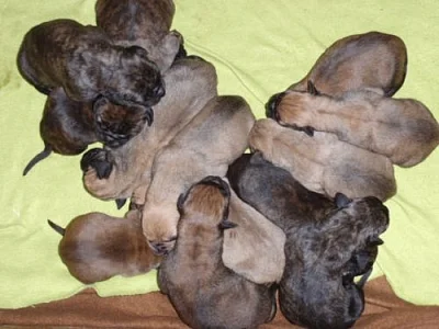 BOERBOEL s PP
