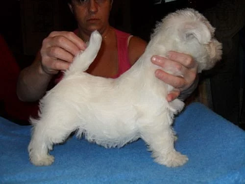west highland white terrier