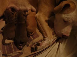 Štěňata pitbul/presa Canario
