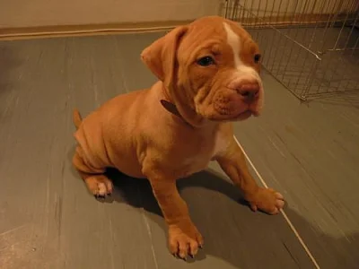 Štěňata pitbul/presa Canario