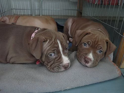 Štěňata pitbul/presa Canario